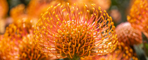 pincushion protea